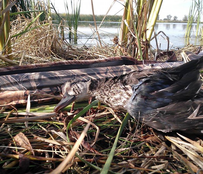 South Dakota’s Expanded Teal Limit Leads to More Opportunities for Hunters South Dakota’s Expanded Teal Limit Leads to More Opportunities for Hunters